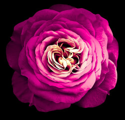 Rose  flower  on  black isolated background with clipping path.  Closeup. For design. Studio shot.  Nature.