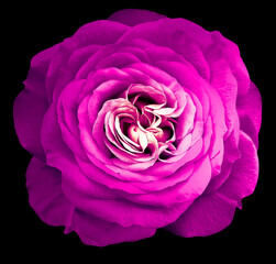 Rose  flower  on  black isolated background with clipping path.  Closeup. For design. Studio shot.  Nature.