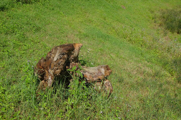 Dry wood surrounded by green grass.For product placement.Copy space for text.Ecology and environmental concept.For graphic design,3D rendering and banner background