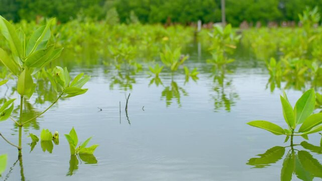 Close up Young Mangrove Seedlings in Coastal Wetland Nursery for Ecosystem Restoration. Mangrove Restoration and Climate Change Mitigation Project. Natural Sea Tidal Wave Barriers.