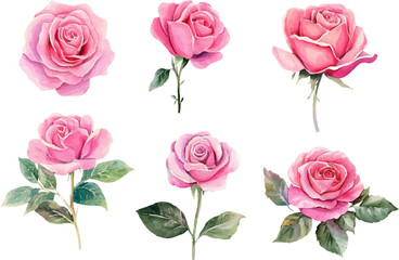 pink roses on white background