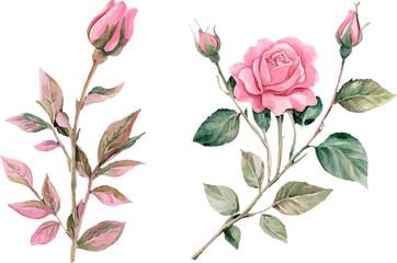 Fototapeta premium seamless pattern with pink roses