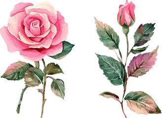 Fototapeta premium set of roses isolated on white