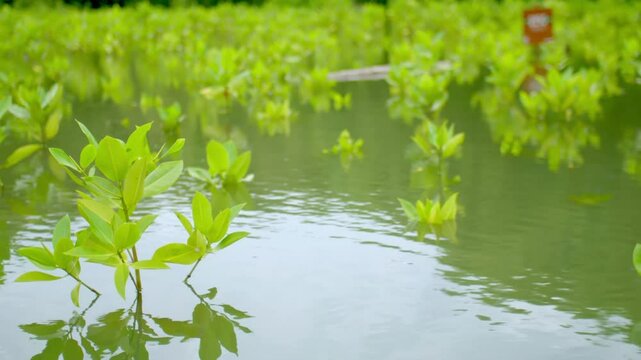 Close up Small Mangrove Seedling in Mangrove Nursery Farm for Coastal Reforestation. Mangrove Planting Reforestation and Coastal Restoration. Mangroves forest, mangroves swamp farm, mangrove trees. 