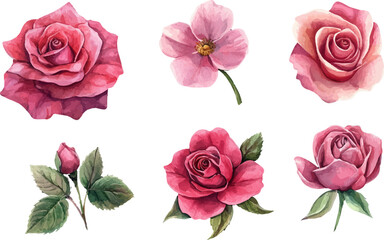 Naklejka premium set of pink roses isolated