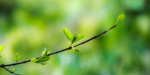Fresh green leaves on a branch in spring sunlight
