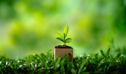 Green plant in a pot growing in a garden with grass and leaves