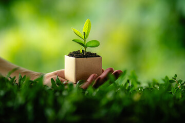 Hands holding a small green plant symbolizing growth and care for the environment,The concept of saving the world and passing on nature