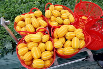 참외밭에서 빨간 바구니에 담긴 수확된 참외