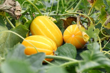 참외밭의 노란 참외 