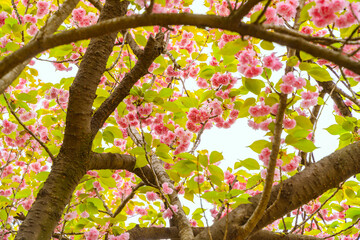 Pink double cherry blossoms are in full bloom on a clear day