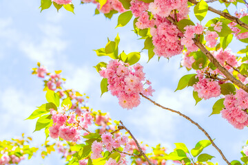 Pink double cherry blossoms are in full bloom on a clear day