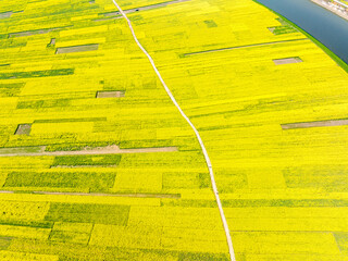 Aerial photography of rapeseed flowers, spring in China