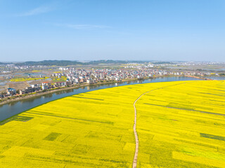 Aerial photography of rapeseed flowers, spring in China