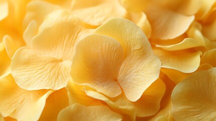 Yellow petals fall over other flower petals