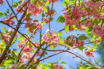Pink double cherry blossoms are in full bloom on a clear day
