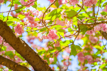 Pink double cherry blossoms are in full bloom on a clear day