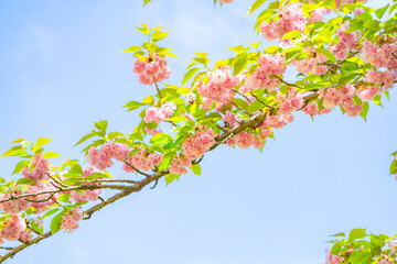 Pink double cherry blossoms are in full bloom on a clear day
