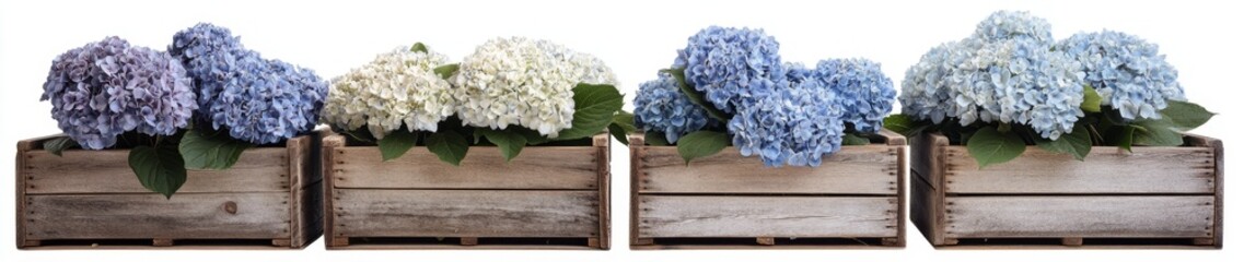 Obraz premium Hydrangeas in Wooden Crates