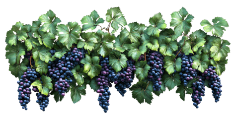 Lush green grapevines with ripe purple grapes hang abundantly, showcasing nature bounty. vibrant leaves and clusters create picturesque scene of vineyard beauty