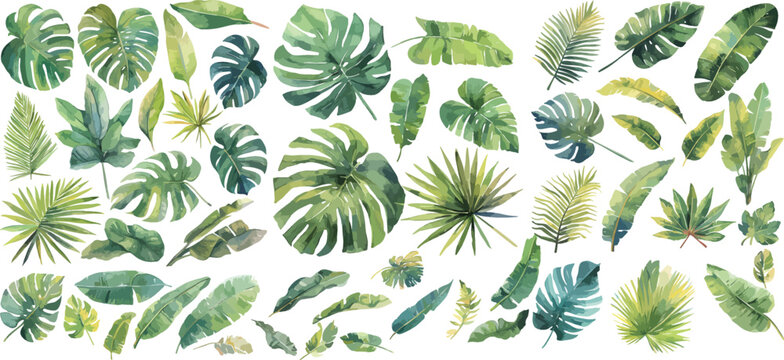 tropical leaf watercolor clipart