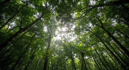 Obraz premium Lush Green Forest Canopy with Sunlight Filtering Through Leaves in Nature