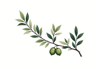 Botanical illustration of an olive branch with green olives