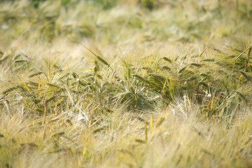 Barley field swaying in the wind on a sunny summer day
