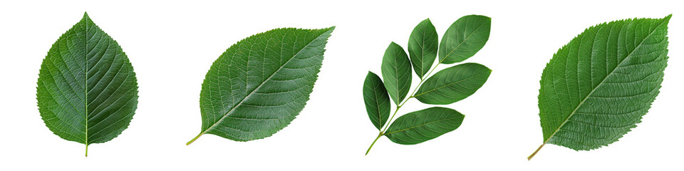 Obraz premium A collection of lush vibrant green leaves from various plants showcasing the intricate details and textures of natural foliage in a serene outdoor environment