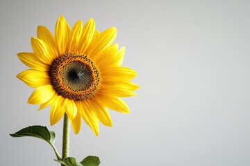 Obraz premium A Vibrant Sunflower Displays Its Beauty Against A Light Background