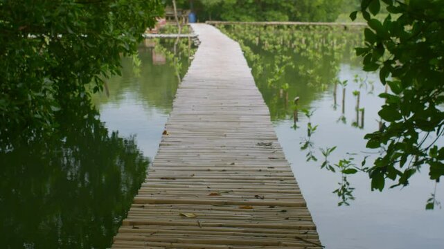 Wooden Bamboo Bridge in Mangrove Conservation and Reforestation Area. Mangrove Planting Reforestation and Coastal Restoration. Mangroves forest, mangroves swamp, mangrove trees. Wave barrier