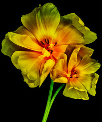 Fototapeta premium Yellow tulip. Flower on black isolated background with clippi