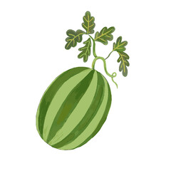 watermelon watercolor illustration isolated on white background