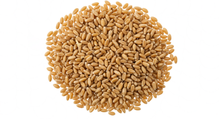 Wheat kernels, grains pile isolated on white background, top view