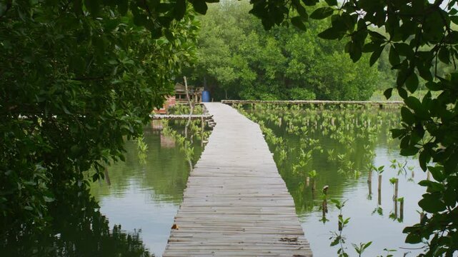 Wooden Bridge in Mangrove Conservation and Reforestation Area. Mangrove Planting Reforestation and Coastal Restoration. Mangroves forest, mangroves swamp, mangrove trees. Wave barrier, wave breaker.