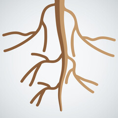 Illustration of Plant Taproot Structure
