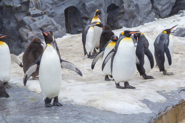 A cute parade of penguins during winter at a zoo in Hokkaido, which can be seen from December to...