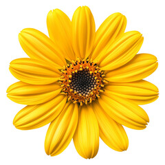 Obraz premium Yellow Daisy Flower Closeup
