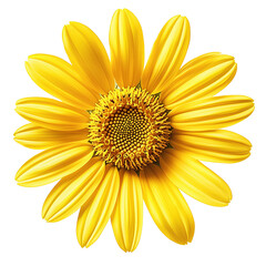 Obraz premium Yellow Daisy Flower Closeup