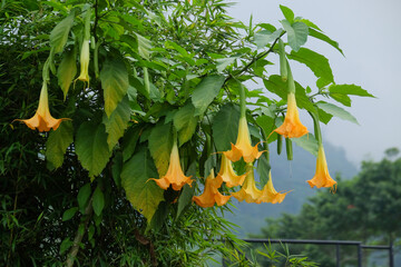 Yellow Angel's trumpets or Brugmansia suaveolens flowers in bloom. For graphic design, 3D rendering...