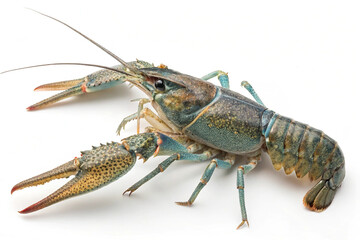 Yabby isolated on white background. A yabby (a type of freshwater crayfish) isolated on a white background, ideal for seafood, biology, and nature content