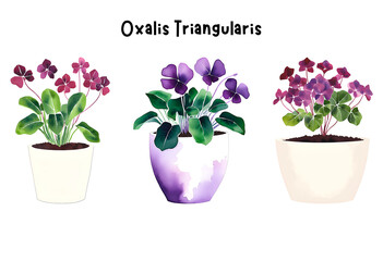 Watercolor Oxalis Triangularis, Purple Shamrock in a Pot Isolated on Transparent Background – Indoor Plants, Home Plant in Pots, Floral Design Element, Perfect for Invitations, Cards, Prints, Poste