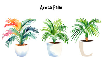 Watercolor Areca Palm set in a Pot Isolated on Transparent Background – Indoor Plants, Home Plant in Pots, Floral Design Element, Perfect for Invitations, Cards, Prints, Posters