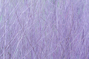 Delicate intertwined dried branches with soft pastel hues, creating a serene and abstract nature-inspired background, symbolizing minimalism, fragility, and organic texture for artistic and decorative