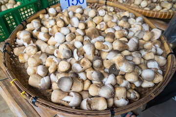 Close-up of a pile of fresh straw mushrooms in various sizes and shades, showcasing their natural textures and earthy colors
