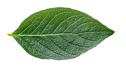 Obraz premium Nature's Detail: Capturing the essence of a single, vibrant green leaf, highlighting its intricate network of veins and textures against a clean backdrop, showcasing the beauty of nature's design.