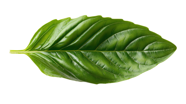 Basil Leaf's Vibrant Green: A close-up shot of a single, fresh basil leaf, showcasing its vibrant green hue, intricate vein patterns, and glossy texture.