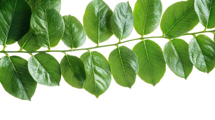 Fototapeta premium Lush Green Leaves: A detailed image of vibrant green leaves along a stem, showcasing the intricate textures and patterns of nature.