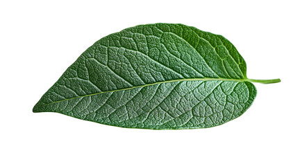 Obraz premium Vibrant Leaf: A close-up captures the intricate textures of a lush, green leaf, revealing its veins and natural beauty.