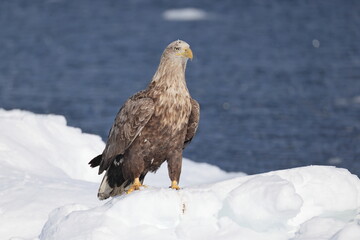 The white-tailed eagle (Haliaeetus albicilla) in Hokkaido, Japan